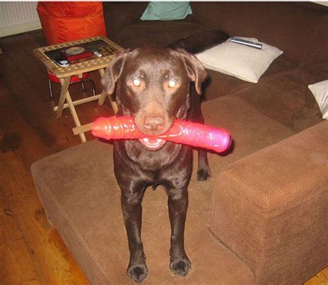 dildo in dog pussy|Dog pussy deserves to get fucked by a big dildo